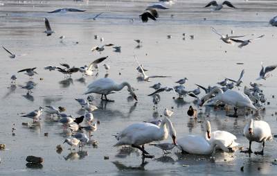  Nezadovoljni saradnjom sa institucijama 