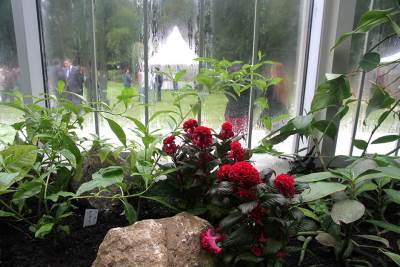  Kafedžija kažnjen zbog nepravilnog rasta biljki   