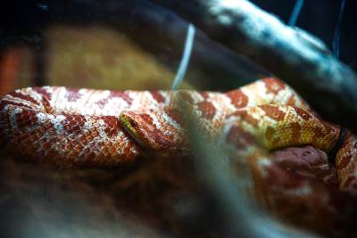  Ludilo! Lovili zmiju po avionu 