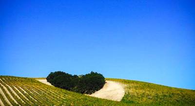  Plantaže ulažu 1,5 miliona u novi vinograd! 