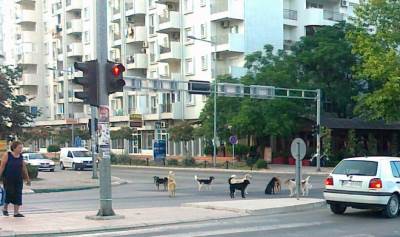  Još jedan napad pasa u Baru! 