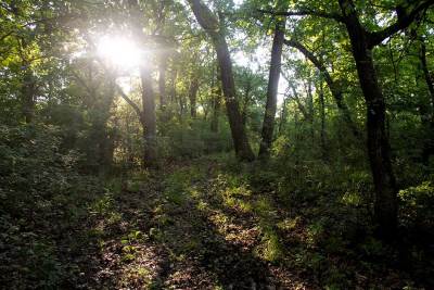 Berane:Posjekao i prisvojio stabla iz državne šume 