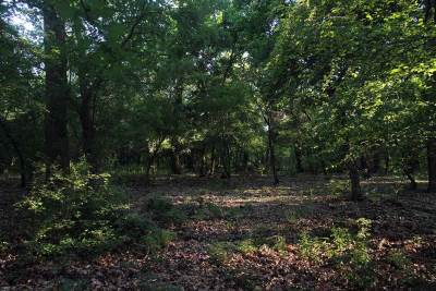  Pronađeni turisti nestali u Biogradskoj gori 