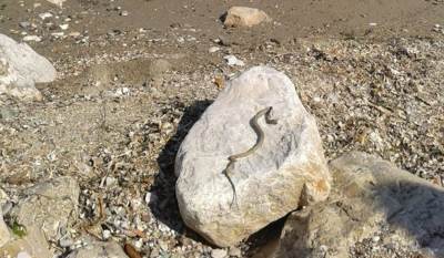  Zmija na gradskoj plaži u Baru! 