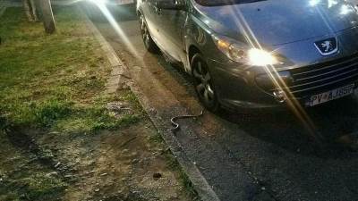  Zmija nasred ulice u Podgorici (FOTO) 