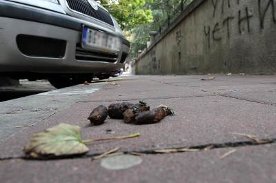  Ugazili ste u pseći izmet? 