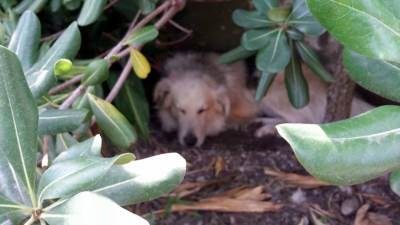  Podgoričanin uhapšen zbog ubistva psa 