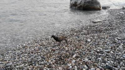  Danas oblačno, ponegdje kiša 