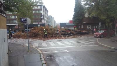  Ogromno drvo palo u centru grada (FOTO) 