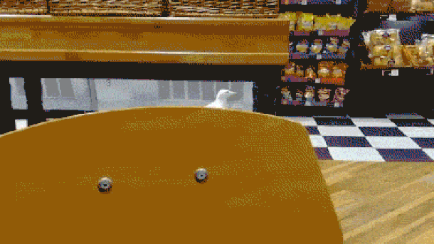  Lopov koji je oduševio svet! (VIDEO) 