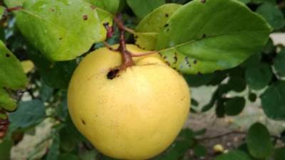  Kako dunja pegla bore, skida kilograme... 