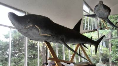  U Petrovcu NIJE ulovljena ajkula duga dva metra!?  