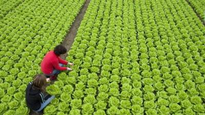  Hrvati neće da rade: Potrebno im 42.000 sezonaca 