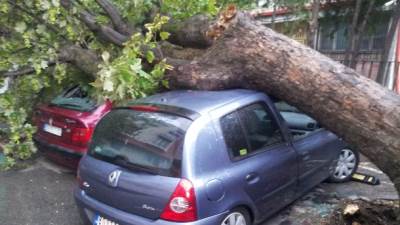  Tragedija: Palo stablo na automobil, poginuo dečak 