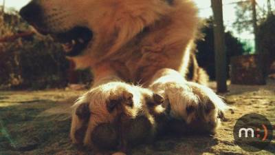  Užas u Tivtu, zločini nad životinjama ne prestaju! 