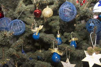  Prava ili veštačka jelka? (ANKETA) 