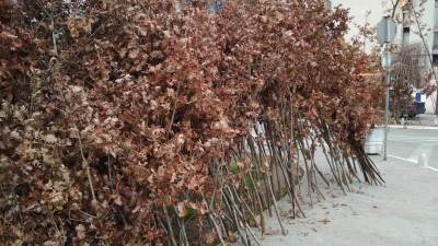  Badnji-dan-verovanja-i-obicaji 