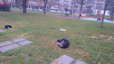  UŽAS: Na ulici hrana za pse puna eksera 