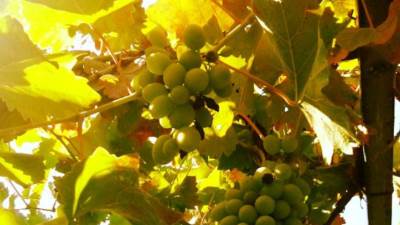  OPREZ: Grožđe opasno za djecu! 