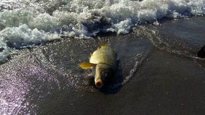 Nikšićki ribočuvari spriječili krivolov 