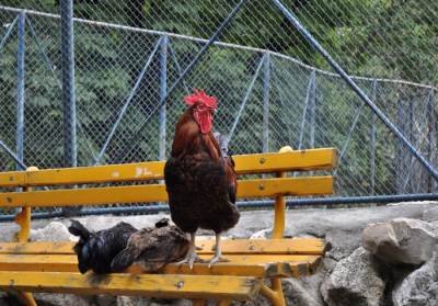  Stvari koje će, možda, biti ilegalne u budućnosti 
