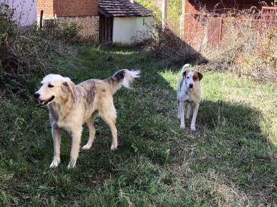   Pas ubio sedmomjesečnu bebu! 