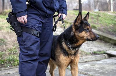  Pas nanjušio Srbina s gomilom marihuane 