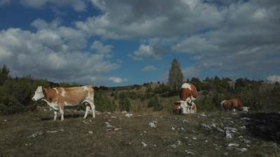  OPET: Mrtve krave pronađene u rijeci 