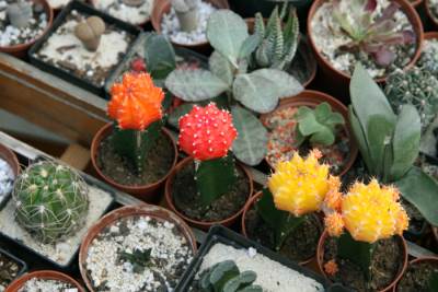  Za raskošno proljeće: Sajam cvijeća u Deti! 