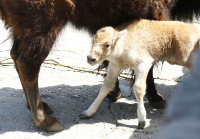  ČUDO! Rodio se bijeli bizon u Beo Zoo vrtu 
