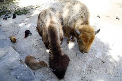  Ekonomske-posledice-korona-virusa-Zoloski-vrtovi-u-problemu 