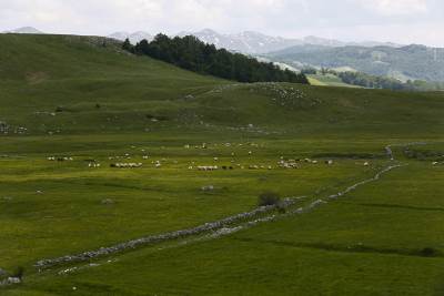  Umro pastir od vrucine u BIH 