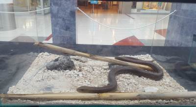  Gmizavci u Delti (FOTO) 