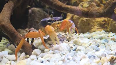  Isus stigao u Kinu? S neba padali škampi 