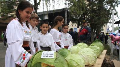  A, najveći kupus teži - 7,5 kilograma 