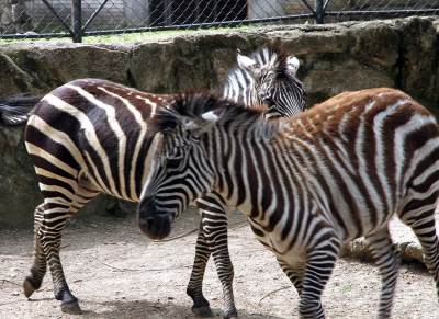  ZOO od magaraca "napravio" zebre? 