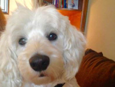  kucni ljubimci sterilizacija subvencija  