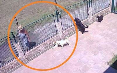  ZLOČIN: Snimljena kako baca otrov psima! (VIDEO) 