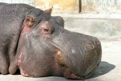  Turistu ubio nilski konj! 