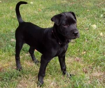  Pas spasio cijelu porodicu    