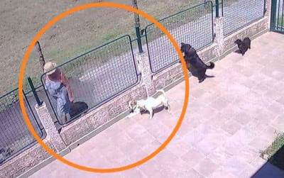  Ubijeni pas i ranije mučen, policija ćuti (VIDEO) 