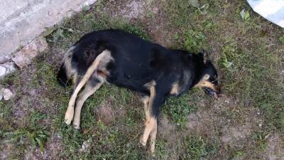  U centru Nikšića otrovani pas i mačka 