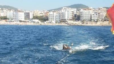  Ekološki incident mrtva krava u blizini plaže 