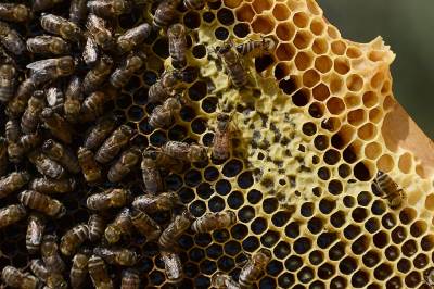  Kucni lekovi protiv opekotina vaski alergija 