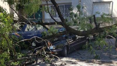  drvo oštetilo automobil podgorica 