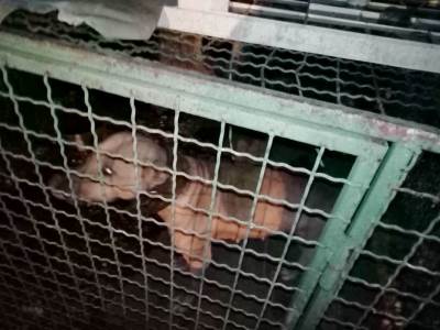  Napušteni psi za borbe, vlasnici u zatvoru 