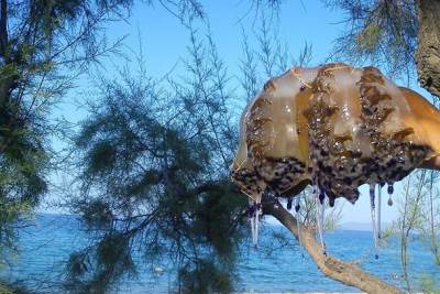  Meduze najezda u Australiji  