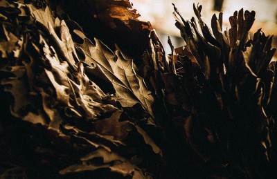  Srbija: Zapucao na Badnji dan pa ranio dvoje  