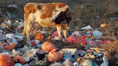  Krava se hrani sa smeća u Podgorici 