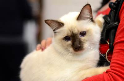  Evo šta da radite da vas mačke ne zaraze koronavirusom! 